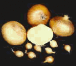 Allium cepa