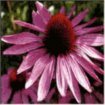Echinacea purpurea